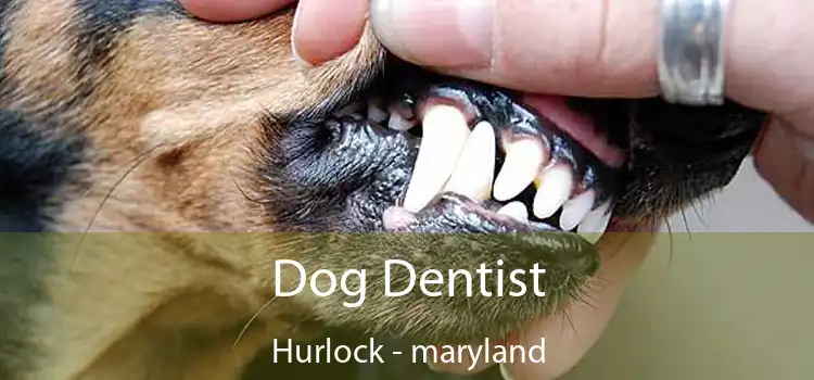 Dog Dentist Hurlock - maryland