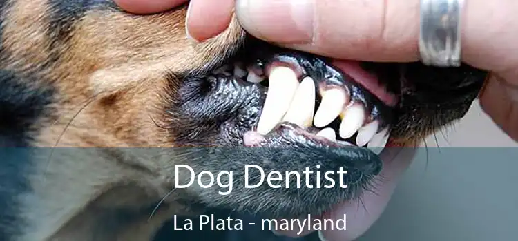 Dog Dentist La Plata - maryland