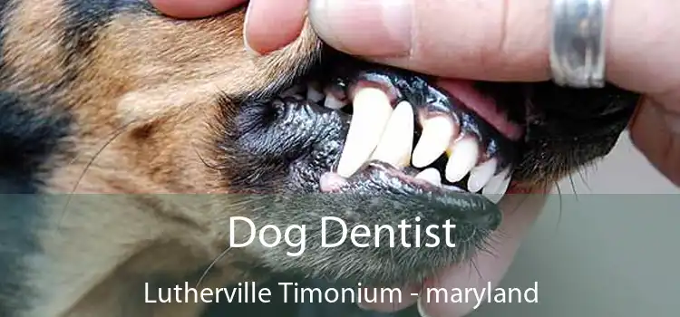 Dog Dentist Lutherville Timonium - maryland