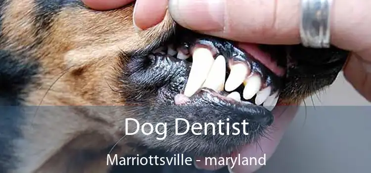 Dog Dentist Marriottsville - maryland