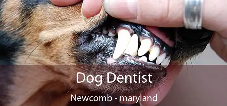 Dog Dentist Newcomb - maryland