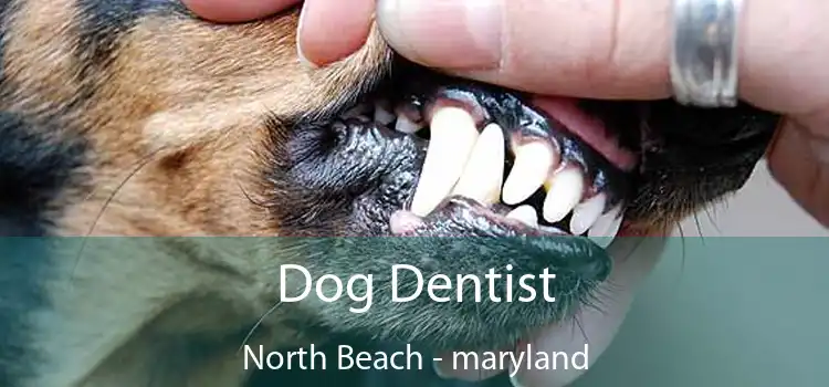 Dog Dentist North Beach - maryland