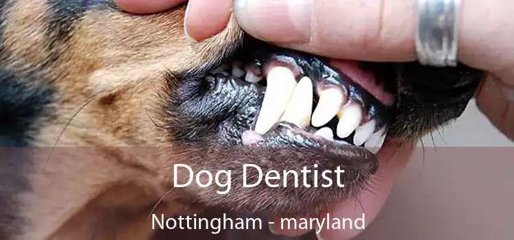 Dog Dentist Nottingham - maryland