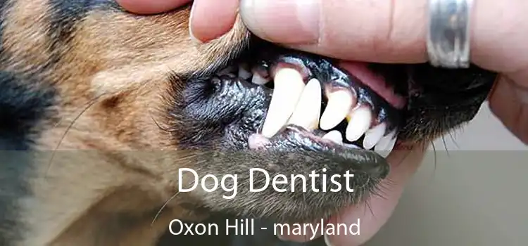 Dog Dentist Oxon Hill - maryland