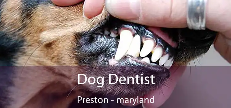 Dog Dentist Preston - maryland