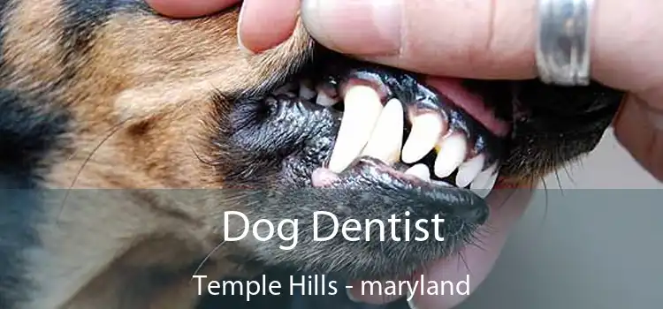 Dog Dentist Temple Hills - maryland