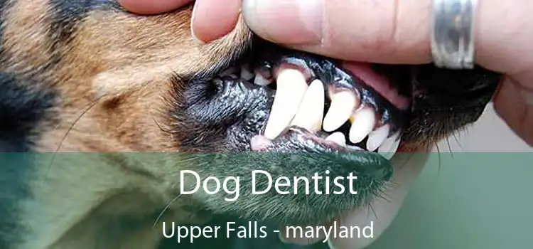 Dog Dentist Upper Falls - maryland