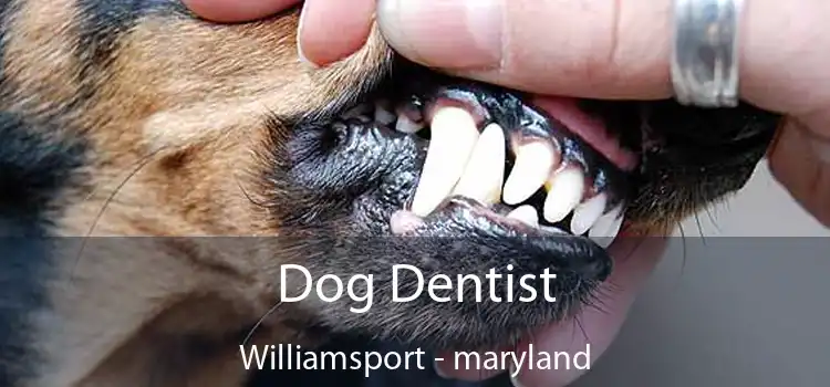 Dog Dentist Williamsport - maryland