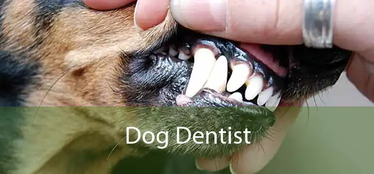 Dog Dentist 