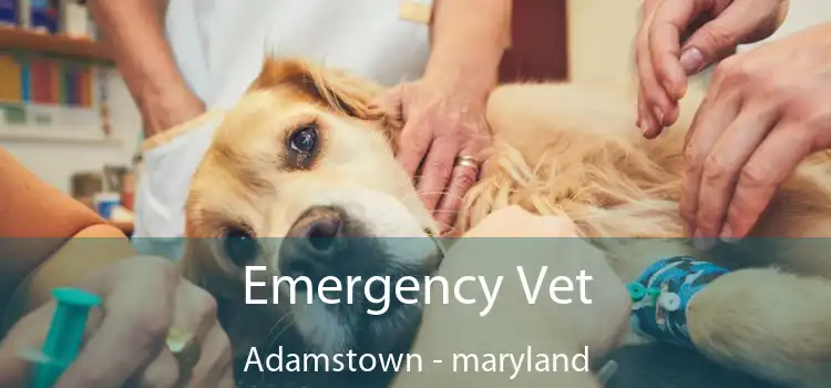 Emergency Vet Adamstown - maryland