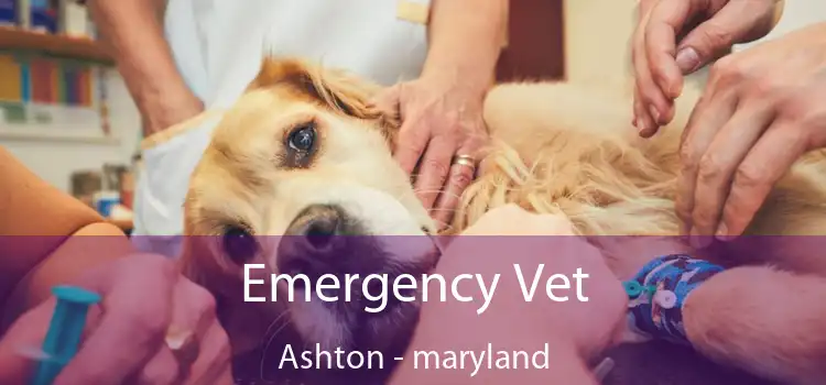 Emergency Vet Ashton - maryland