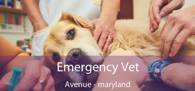 Emergency Vet Avenue - maryland