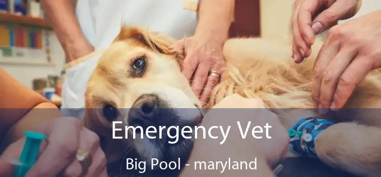 Emergency Vet Big Pool - maryland