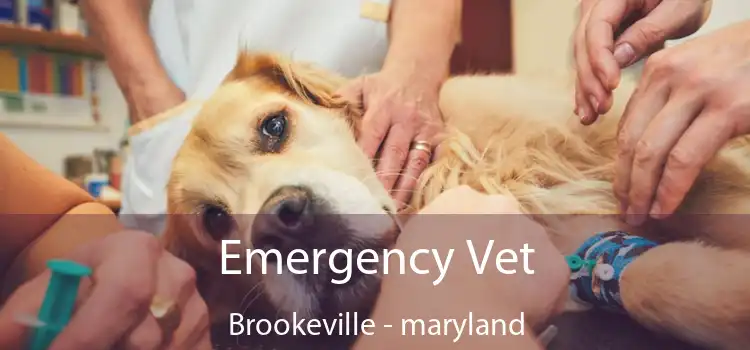 Emergency Vet Brookeville - maryland