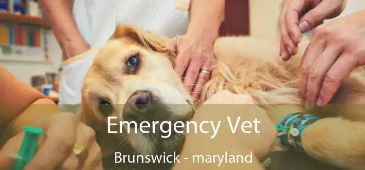 Emergency Vet Brunswick - maryland