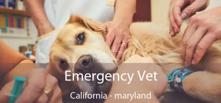 Emergency Vet California - maryland