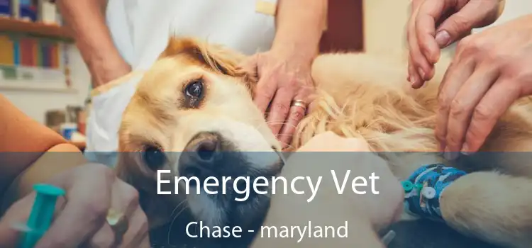 Emergency Vet Chase - maryland