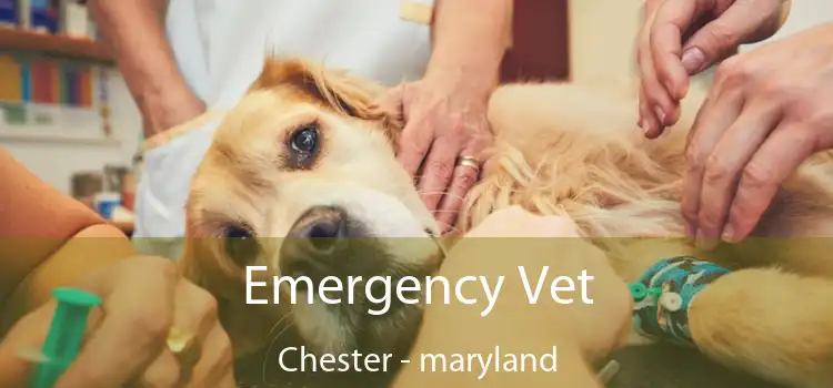 Emergency Vet Chester - maryland