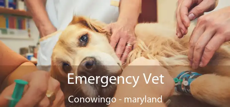 Emergency Vet Conowingo - maryland