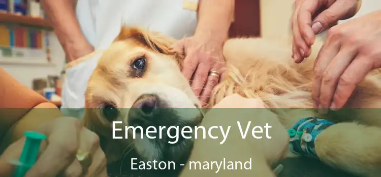 Emergency Vet Easton - maryland