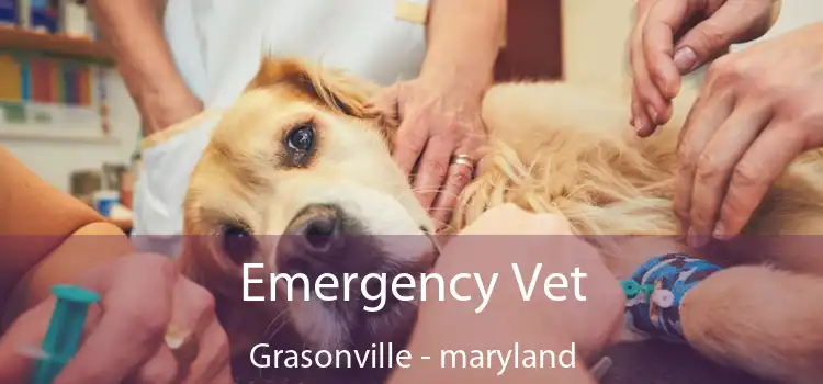 Emergency Vet Grasonville - maryland