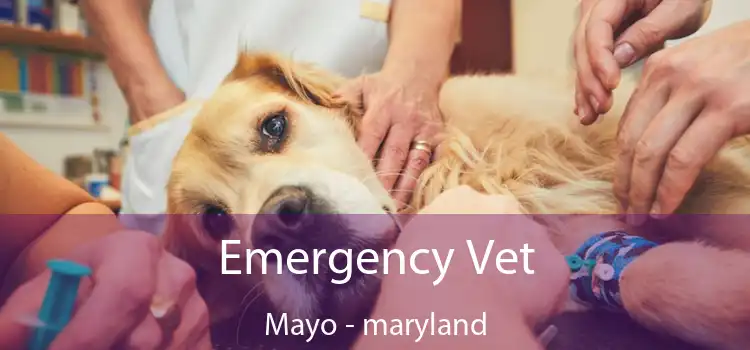 Emergency Vet Mayo - maryland