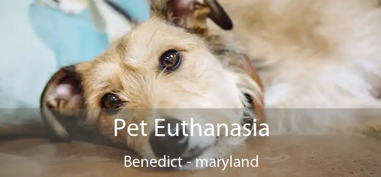 Pet Euthanasia Benedict - maryland