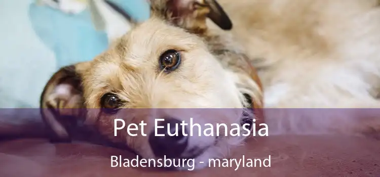 Pet Euthanasia Bladensburg - maryland