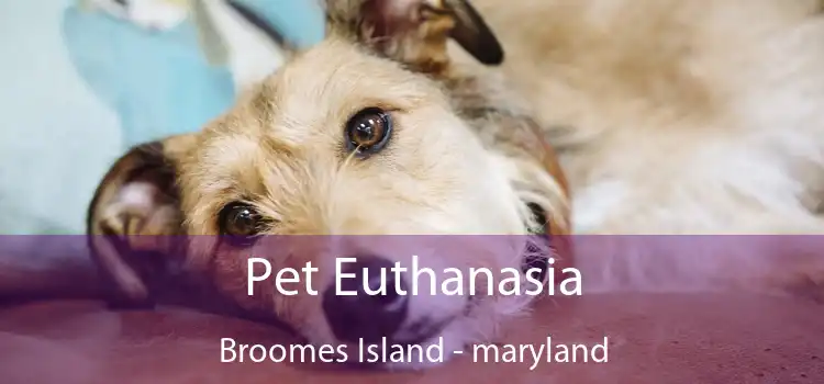 Pet Euthanasia Broomes Island - maryland