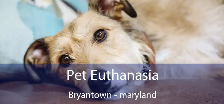 Pet Euthanasia Bryantown - maryland