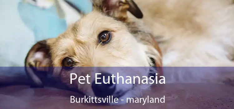 Pet Euthanasia Burkittsville - maryland