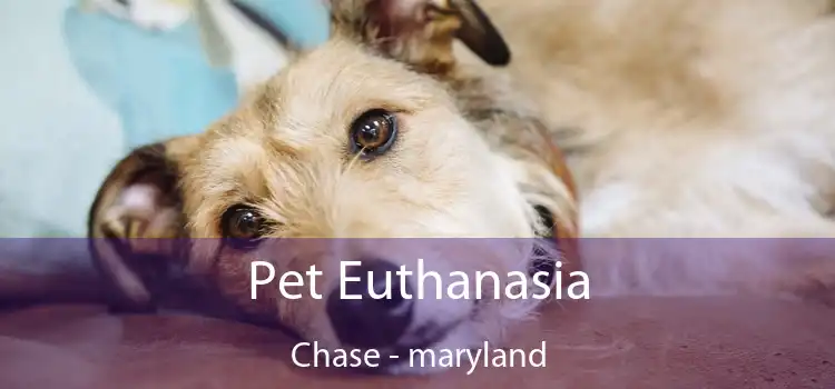 Pet Euthanasia Chase - maryland