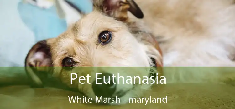 Pet Euthanasia White Marsh - maryland