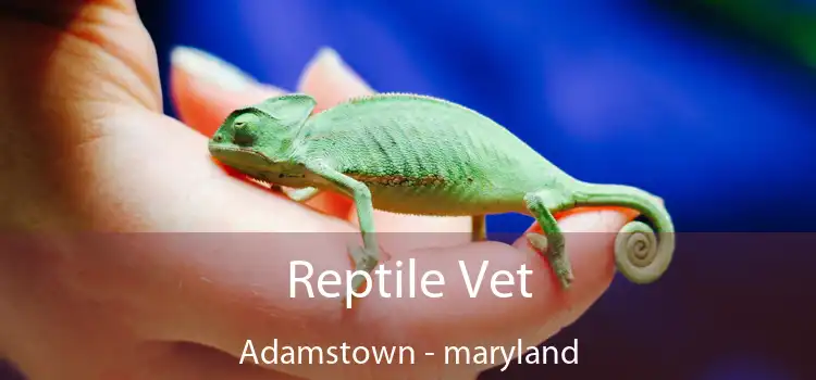 Reptile Vet Adamstown - maryland