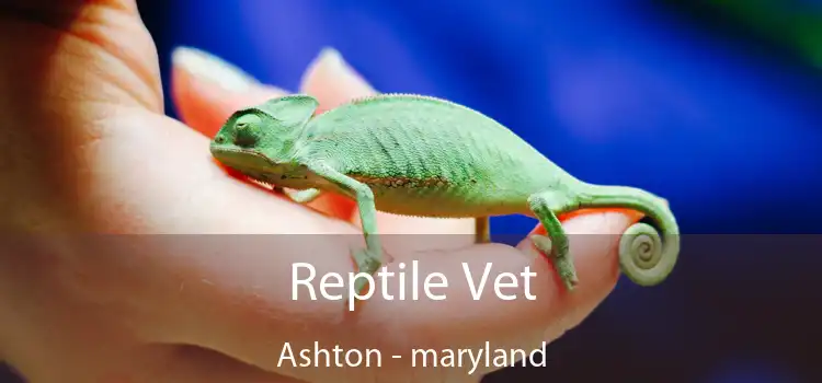 Reptile Vet Ashton - maryland