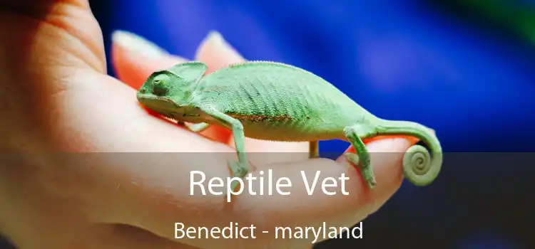 Reptile Vet Benedict - maryland