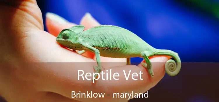 Reptile Vet Brinklow - maryland