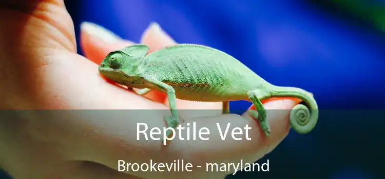 Reptile Vet Brookeville - maryland