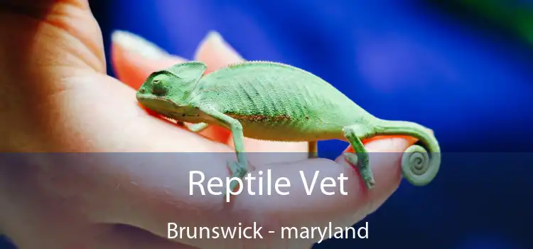 Reptile Vet Brunswick - maryland