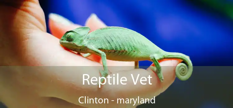 Reptile Vet Clinton - maryland