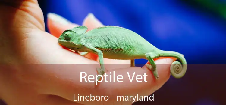 Reptile Vet Lineboro - maryland