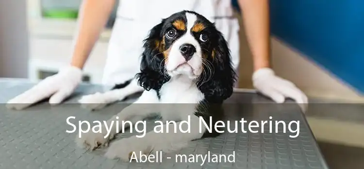 Spaying and Neutering Abell - maryland