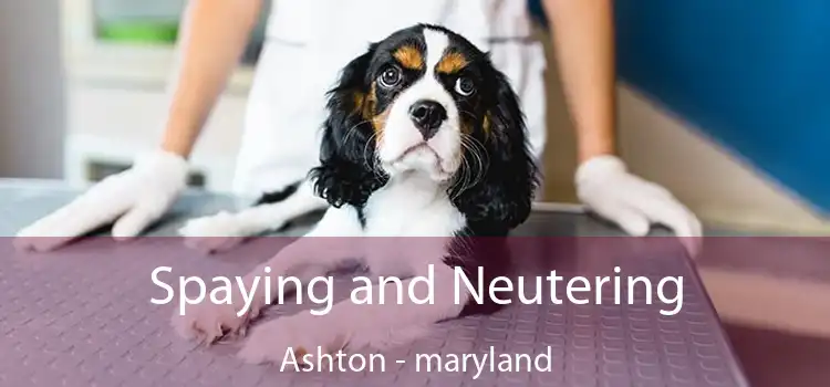 Spaying and Neutering Ashton - maryland