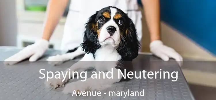 Spaying and Neutering Avenue - maryland