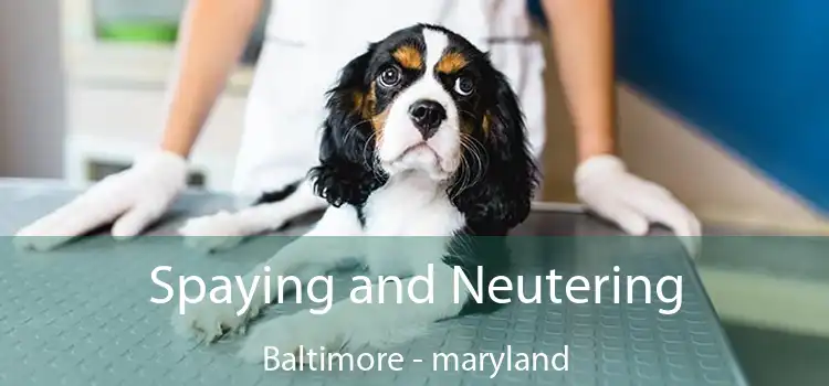 Spaying and Neutering Baltimore - maryland