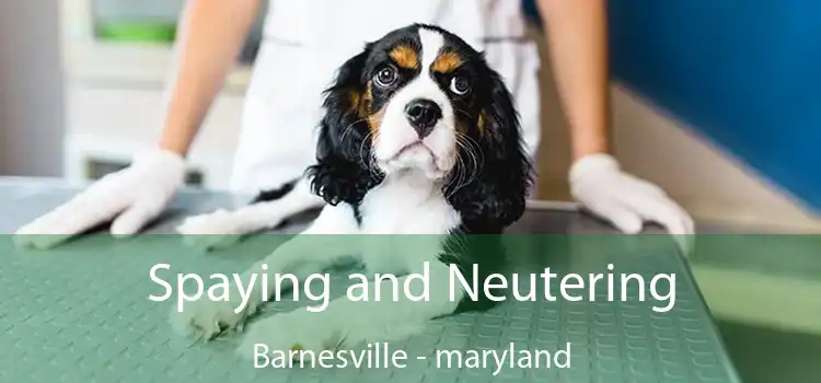 Spaying and Neutering Barnesville - maryland