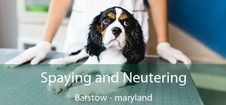 Spaying and Neutering Barstow - maryland