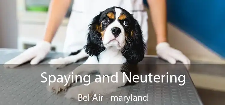 Spaying and Neutering Bel Air - maryland