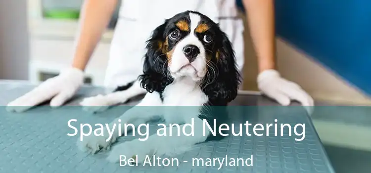 Spaying and Neutering Bel Alton - maryland