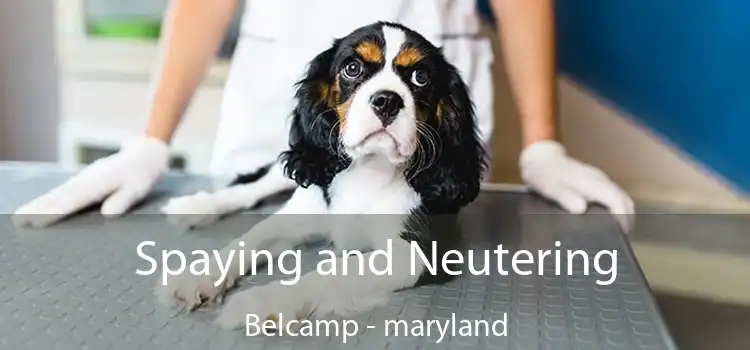 Spaying and Neutering Belcamp - maryland